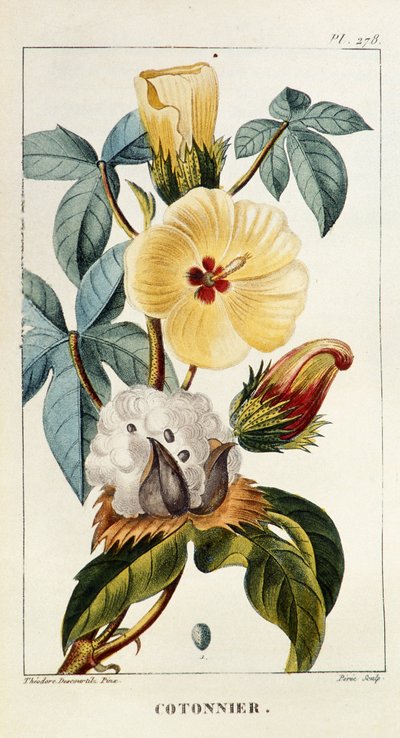 Botanická deska/Gossypium sp/Bavlna od Unbekannt