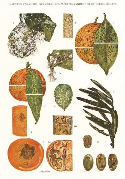 Botanická deska/Hmyzí škůdci středomořských plodin od Unbekannt