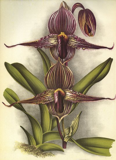 Botanická tabule/Paphiopedilum rothschildianum/Lindenia od Unbekannt