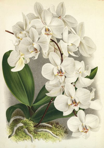 Botanická tabule/Phalaenopsis amabilis/Phalaenopsis gigantea/Lindenia od Unbekannt