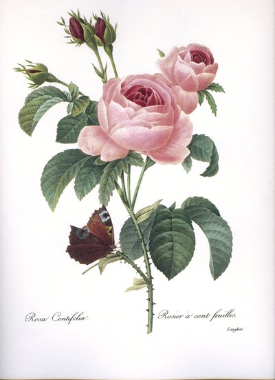 Botanická deska/Rosa centifolia/Růžových sto listů/Redoub od Unbekannt
