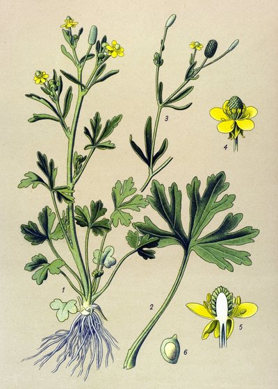 Botanická deska. Venenózní (toxický): Pryskyřník scelerát nebo pryskyřník celerový (Ranunculus sceleratus) od Unbekannter Künstler