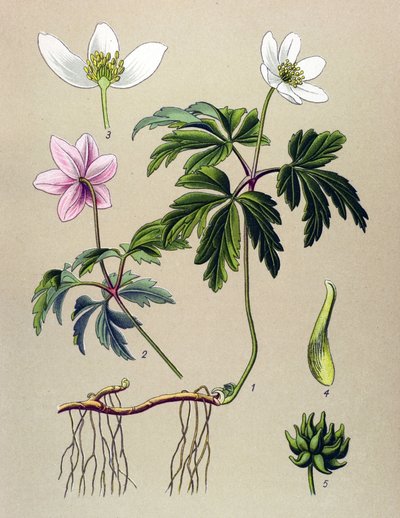 Botanická deska. Venenózní (toxická) a léčivá rostlina: Sasanka sylvie nebo Sasanka lesní (Anemone nemorosa) od Unbekannter Künstler