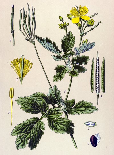 Botanická deska. Venenózní (toxická) a léčivá rostlina: Chelidoin nebo velký chelidoin (Chelidonium majus) od Unbekannter Künstler