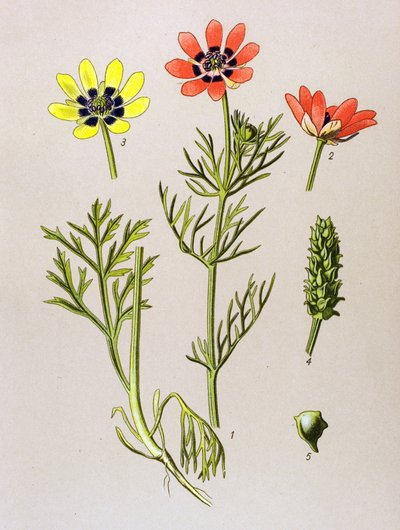 Botanická deska. Venenózní (toxická) a léčivá rostlina: Adonis aestivalis (Adonis aestivalis) od Unbekannter Künstler