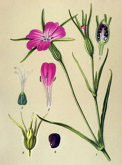 Botanická deska. Venenózní rostlina (toxická): Blew