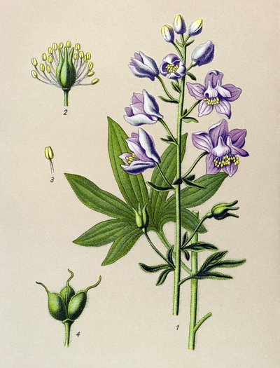 Botanická deska. Venenózní rostlina (toxická): Dolphinella staphysegar (Delphinium staphysagria) od Unbekannter Künstler