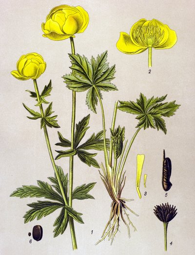 Botanická deska. Venenózní rostlina (toxická): Evropský troll (Trollius europaeus) od Unbekannter Künstler