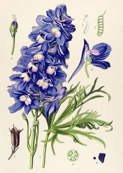 Botanická deska. Venenózní rostlina (toxická): delphinium nebo skřivan nohy (Delphinium grandiflorum) od Unbekannter Künstler