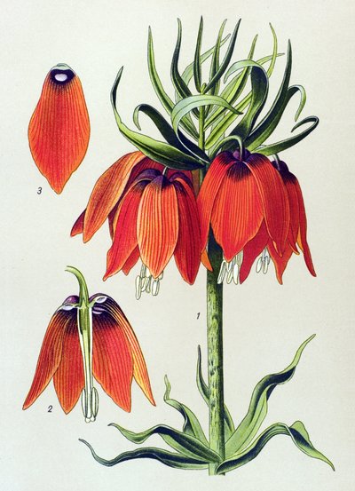 Botanická deska. Venenózní rostlina (jedovatá): imperiale fritillaria imperialis od Unbekannter Künstler