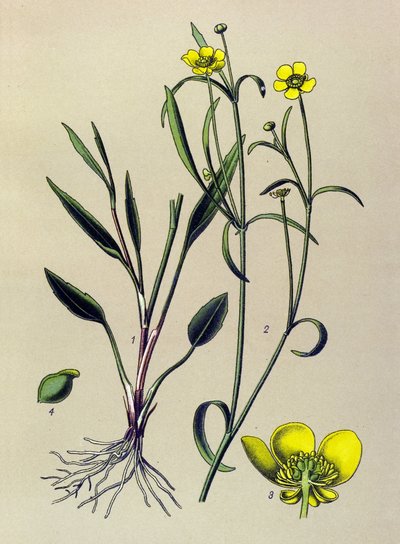 Botanická deska. Žitnatá (toxická) a léčivá rostlina: pryskyřník plamenný, vodní příkop nebo plamenka (Ranunculus flammula) od Unbekannter Künstler