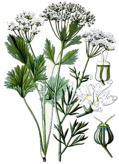 Botanická tabule, léčivá rostlina: anýz, chromolitografie kolem roku 1870. od Unbekannter Künstler