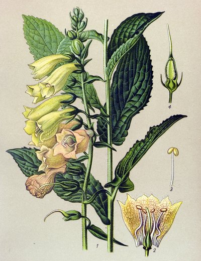 Botanická deska, rostlina: velkokvětá digitální (Digitalis grandiflora) od Unbekannter Künstler