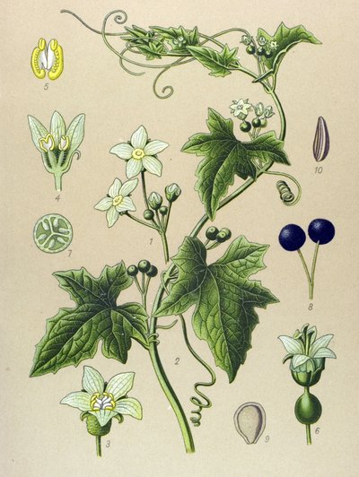 Botanická deska, rostlina: Bryone (Bryonia alba) od Unbekannter Künstler