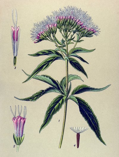 Botanická deska, rostlina: Eupatorium konopí (Eupatorium cannabinum) od Unbekannter Künstler