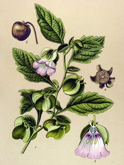 Botanická deska, rostlina: Perou hruška nebo Perou jablko (Nicandra physaloides) od Unbekannter Künstler