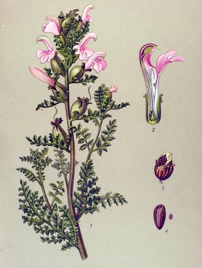 Botanická deska, rostlina: Pedicular bahenní (Pedicularis palustris) od Unbekannter Künstler