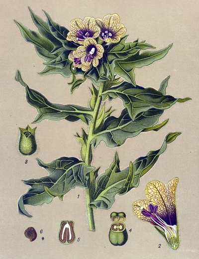 Botanická deska, rostlina: černý okraj (Hyoscyamus niger) od Unbekannter Künstler