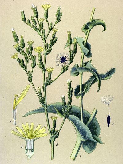Botanická deska, rostlina: hlávkový salát nebo planý salát (Lactuca virosa) od Unbekannter Künstler