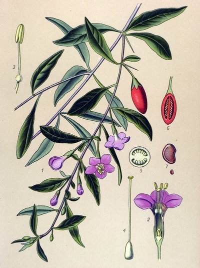 Botanická deska, rostlina tradiční čínské medicíny: lyciet (Lycium halimifolium) od Unbekannter Künstler