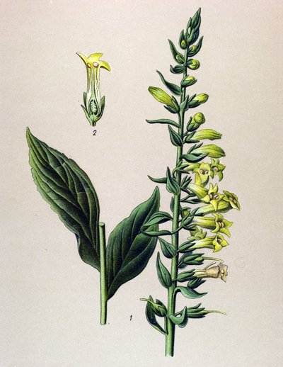 Botanická deska, rostlina: žlutá nebo malá digitální (Digitalis lutea) od Unbekannter Künstler