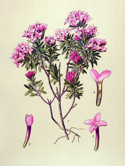 Botanická deska, jedovatá rostlina: velbloud nebo alpský velbloud (Daphne Cneorum) od Unbekannter Künstler