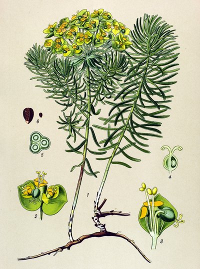 Botanická deska, jedovatá (toxická) a léčivá rostlina: euphorbia malá (Euphorbia cyparissias) od Unbekannter Künstler