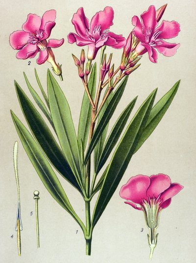 Botanická deska, žilnatá (toxická) a léčivá rostlina: růžový bobkový list (Nerium oleander) od Unbekannter Künstler