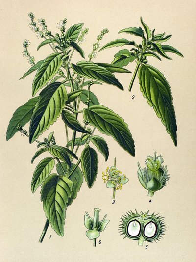 Botanická deska, jedovatá rostlina (toxická): rtuť roční (Mercurialis annua) od Unbekannter Künstler