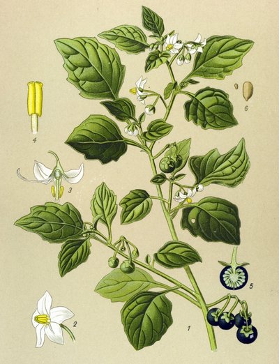 Botanická deska, jedovatá rostlina (toxická): lilek černý (Solanum nigrum) od Unbekannter Künstler