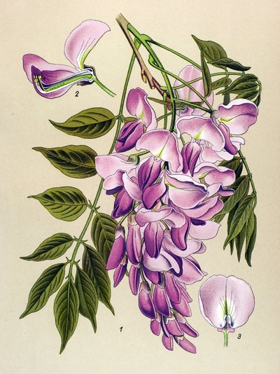 Botanická deska, jedovatá rostlina (toxická): čínský glycin (Wisteria chinensis) od Unbekannter Künstler