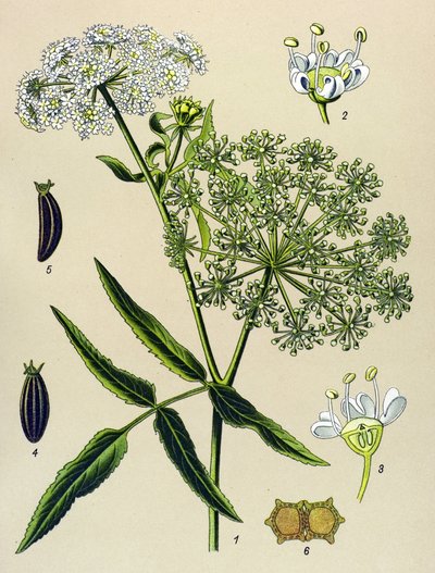 Botanická deska, žilnatá rostlina (toxická): Berle velká (Sium latifolium) od Unbekannter Künstler