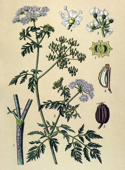 Botanická deska, jedovatá rostlina (toxická): Jedlice (Conium maculatum) od Unbekannter Künstler