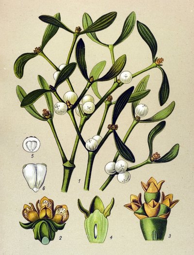 Botanická deska, žilnatá rostlina (toxická): Jmelí listové (Viscumalbum) od Unbekannter Künstler