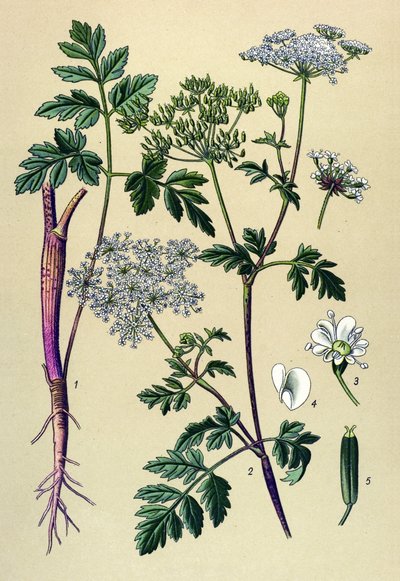 Botanická deska, žilnatá rostlina (toxická): Kerblík šikmý (Chaerophyllum temulum) od Unbekannter Künstler
