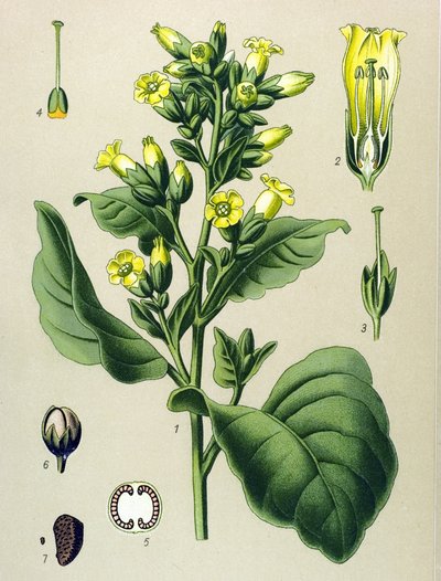 Botanická deska, jedovatá rostlina (toxická): Tabák mapacho bílý (Nicotiana rustica) (Nicotiana tabacum) od Unbekannter Künstler