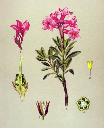 Botanická deska, žilnatá rostlina (toxická): Rhododendron cilie (Rhododendron hirsutum) od Unbekannter Künstler