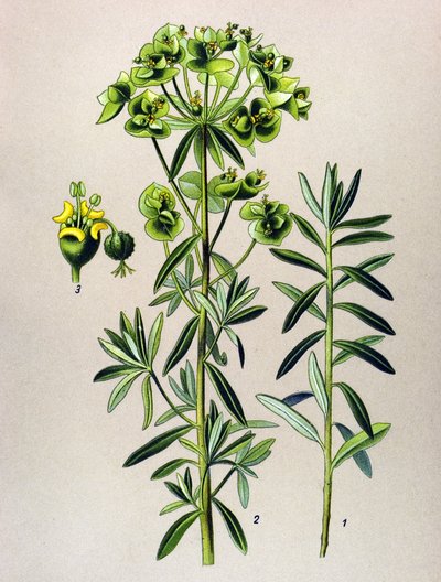 Botanická deska, jedovatá rostlina (toxická): Eule Eule nebo Euphorbia Peplus (Euphorbia Peplus) od Unbekannter Künstler