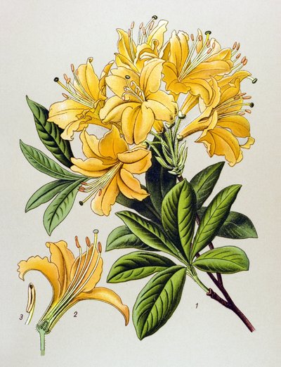 Botanická deska, žilnatá rostlina (toxická): Azalka žlutá (Rhododendron luteum) od Unbekannter Künstler