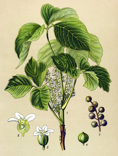 Botanická deska, jedovatá rostlina (toxická): škumpa popínavá (Rhus toxicodendron) od Unbekannter Künstler