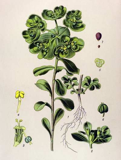 Botanická deska, žilnatá rostlina (toxická): euphorbia probouzející se ráno nebo malé světlo (Euphorbia helioscopia) od Unbekannter Künstler