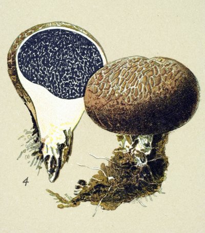 Botanická deska s toxickou houbou (žilnatá): vulgární sklerodermie (Scleroderma vulgare) od Unbekannter Künstler