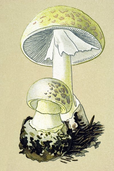 Botanická deska s toxickou houbou (žilní): amanit faloidní (Amanita phalloides) od Unbekannter Künstler