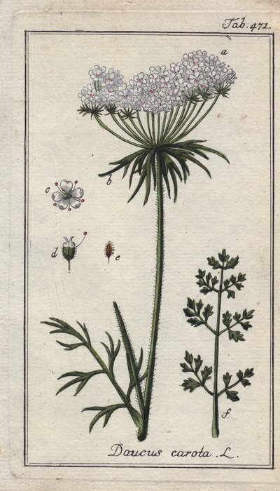 Botanické: mrkev květ - Květy a listy mrkve, Daucus carota. Ručně kolorovaná mědirytina podle kresby B. Thannera z knihy Johannese Zorna "Icons plantarum medicinalium", Německo. od Unbekannter Künstler