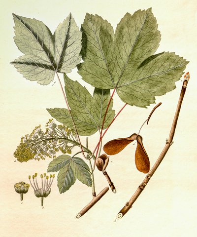 Botanická ilustrace/Acer pseudoplatanus/javor klen od Unbekannt