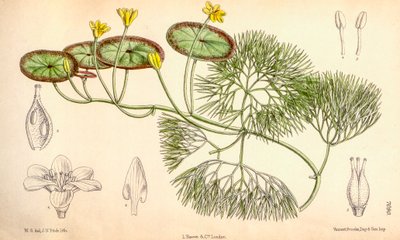 Botanická ilustrace/Cabomba aquatica od Unbekannt