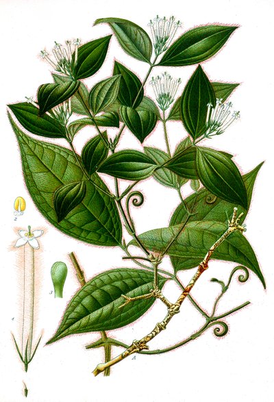 Botanická ilustrace/Strychnos toxifera/Curare od Unbekannt