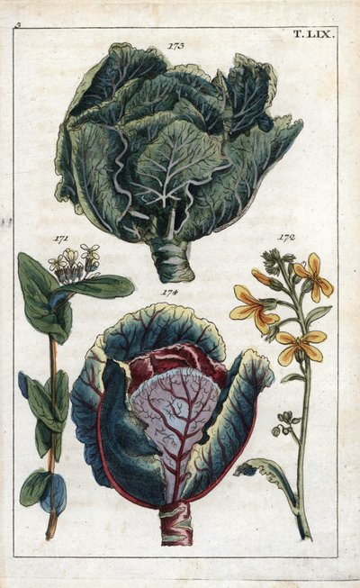 Botanika: zelí, Kapusta, Brassica oleracea capitata, květ 172 a hlávka 173, červené zelí, Brassica oleracea rubra od Unbekannter Künstler