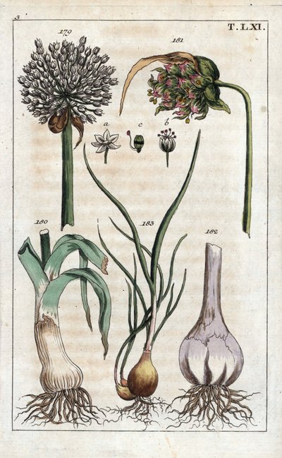 Botanika: pórek, česnek, echalote - Pórek, Allium pollum 179, česnek květ, Allium sativum 181, česnek cibule 182 a šalotka, Allium cepa var. aggregatum, ascalonicum od Unbekannter Künstler