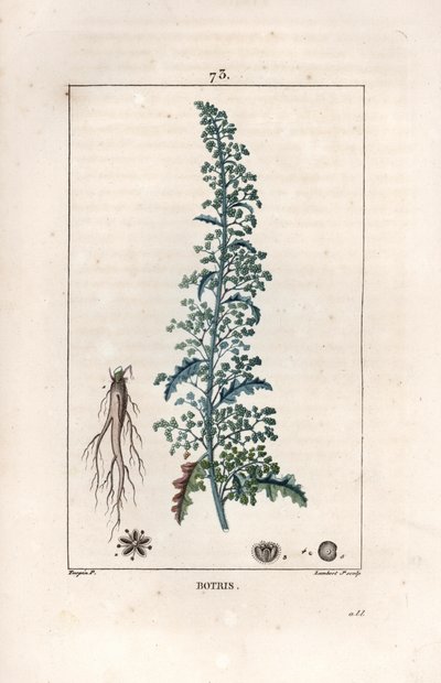 Botris (Chenopodium botrys) - Rytina od Lamberta filse, podle kresby Pierra Jeana Francoise Turpina (1775-1840), z knihy La flore medicale, Chaumeton, Poiret et Chamberet, Paříž 1830 - Jeruzalémská dubová husí noha, Dysphania botrys - Rytina od Lamberta Ju od Unbekannter Künstler